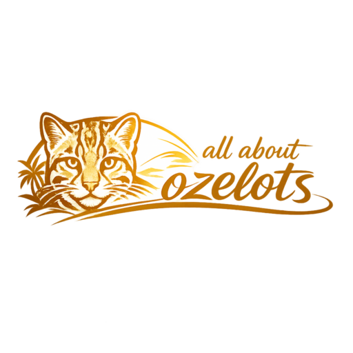 All about Ozelots